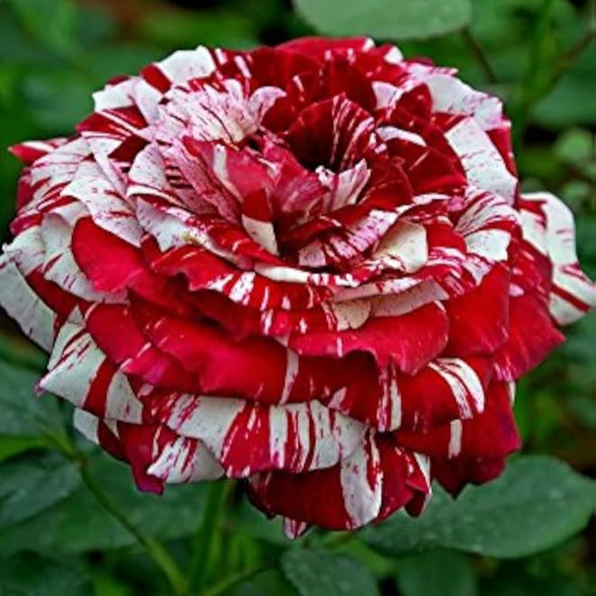 Red and White Rose Seeds – Stunning Bi-Color Blooms – Non-GMO
