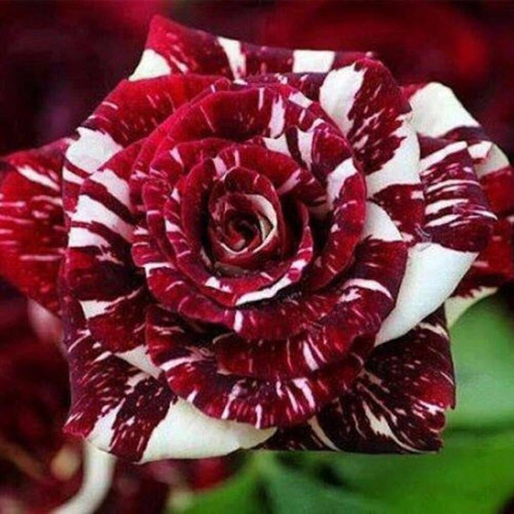 Red and White Rose Seeds – Stunning Bi-Color Blooms – Non-GMO - Image 2