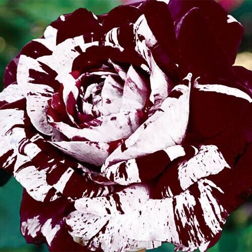 Red and White Rose Seeds – Stunning Bi-Color Blooms – Non-GMO - Image 3