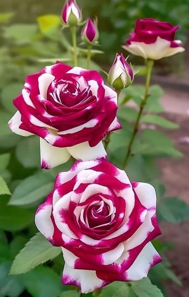 Red and White Rose Seeds – Stunning Bi-Color Blooms – Non-GMO - Image 4
