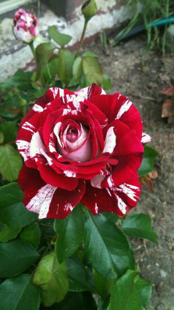 Red and White Rose Seeds – Stunning Bi-Color Blooms – Non-GMO - Image 5