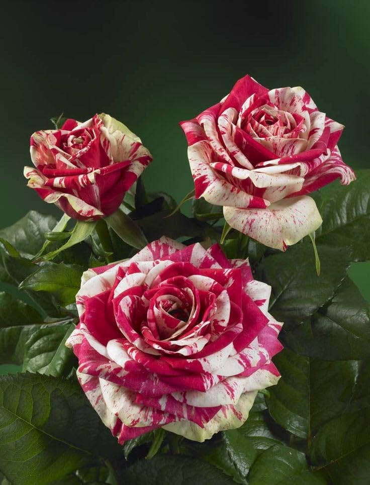 Red and White Rose Seeds – Stunning Bi-Color Blooms – Non-GMO - Image 6