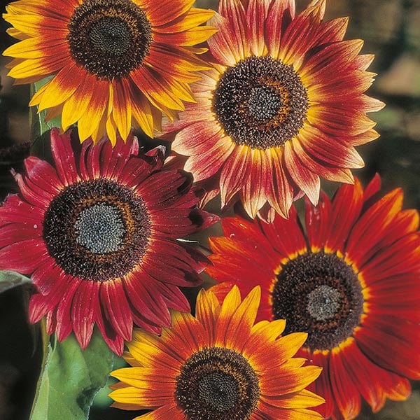 Red with Golden Highlights Sunflower Seeds – Stunning Bicolor Blooms for Gardens - Image 2