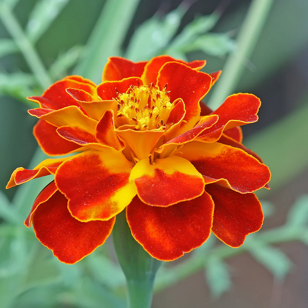 Red with Golden Tips Marigold Seeds, Striking Bicolor Blooms for Gardens