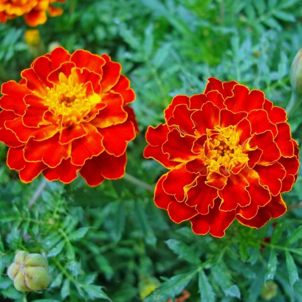 Red with Golden Tips Marigold Seeds, Striking Bicolor Blooms for Gardens - Image 2