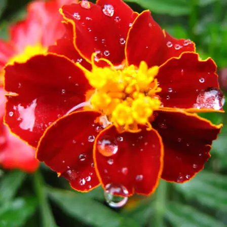 Red with Golden Tips Marigold Seeds, Striking Bicolor Blooms for Gardens - Image 3