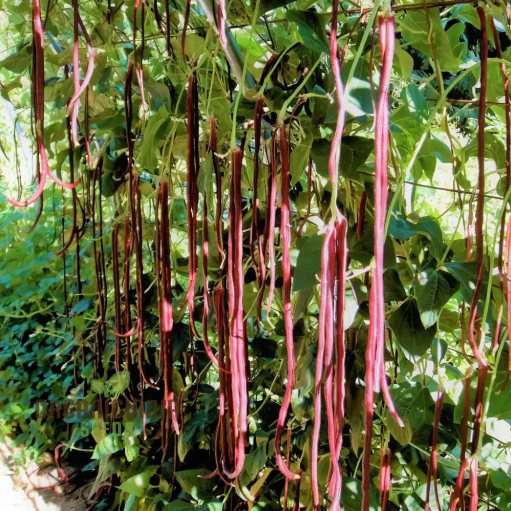 Red Yard Long Bean Seeds - Grow Crisp and Flavorful Red Beans for Your Garden