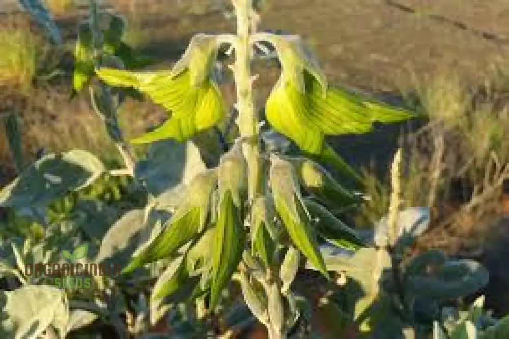 Regal Birdflower Seeds - Gardening Wildflower for Stunning Blooms and Pollinator Attraction - Image 2