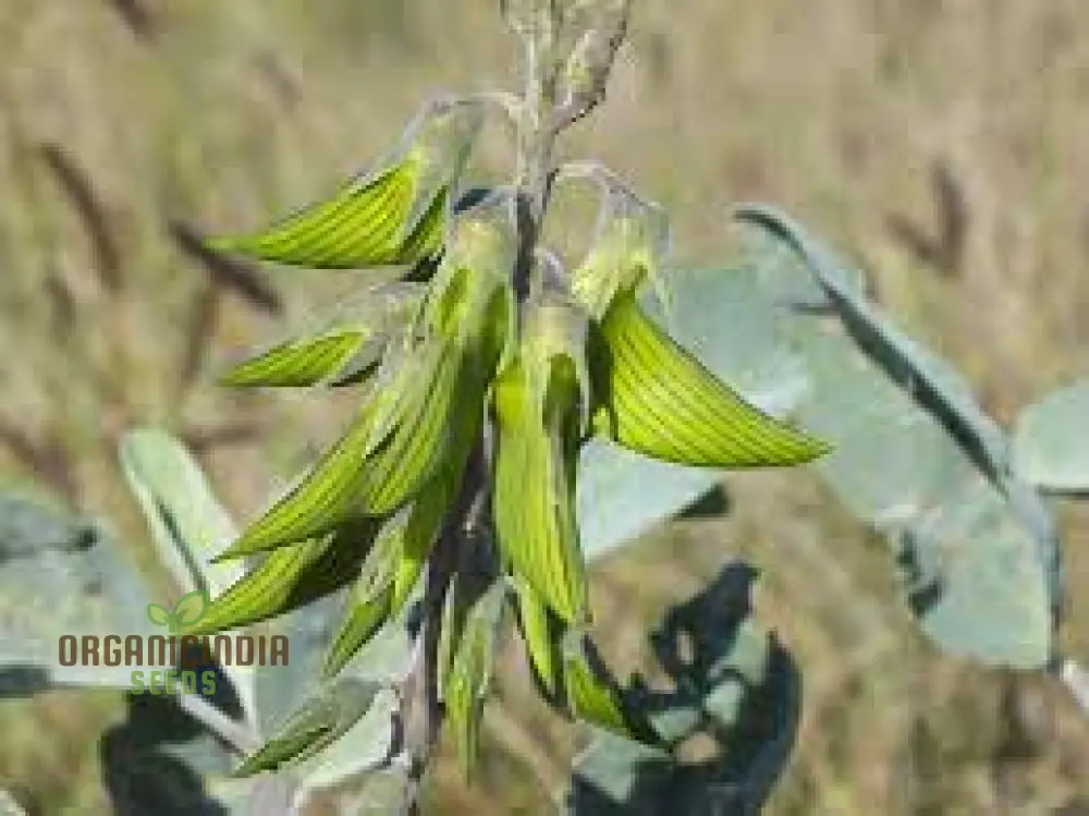 Regal Birdflower Seeds - Gardening Wildflower for Stunning Blooms and Pollinator Attraction - Image 3