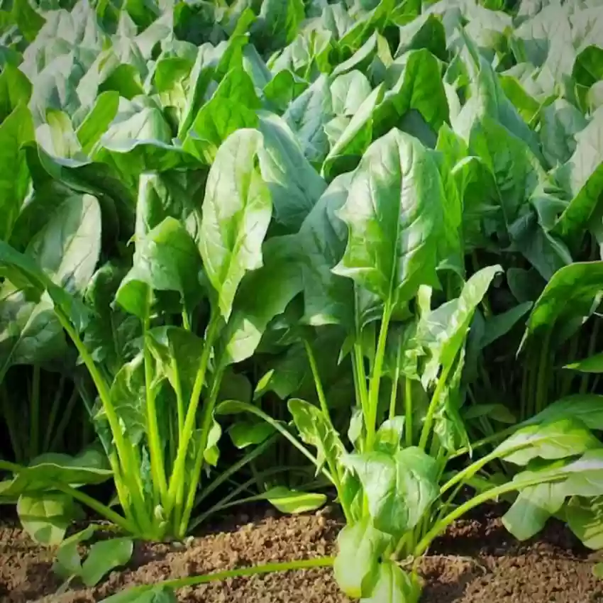 Regiment Spinach Seeds – High-Yield, Nutritious Green Variety for Healthy Gardens - Image 2