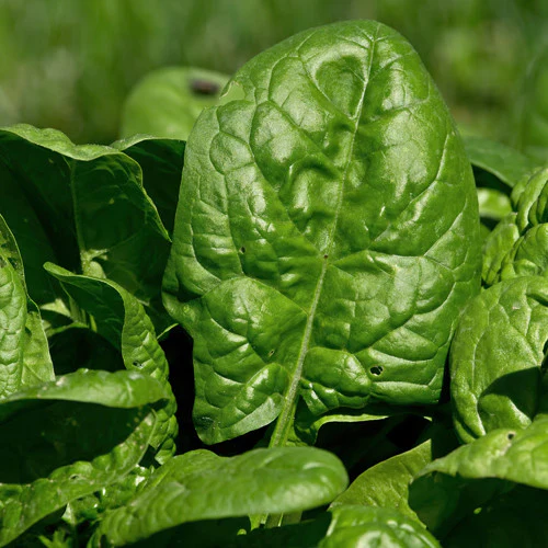 Regiment Spinach Seeds – High-Yield, Nutritious Green Variety for Healthy Gardens - Image 3