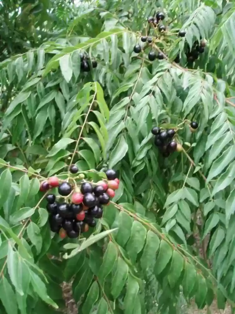 Regular Curry Leaf Seeds – Premium Murraya Koenigii Seeds for Planting | Fresh, Aromatic, Fast-Growing Herb for Home & Garden - Image 2
