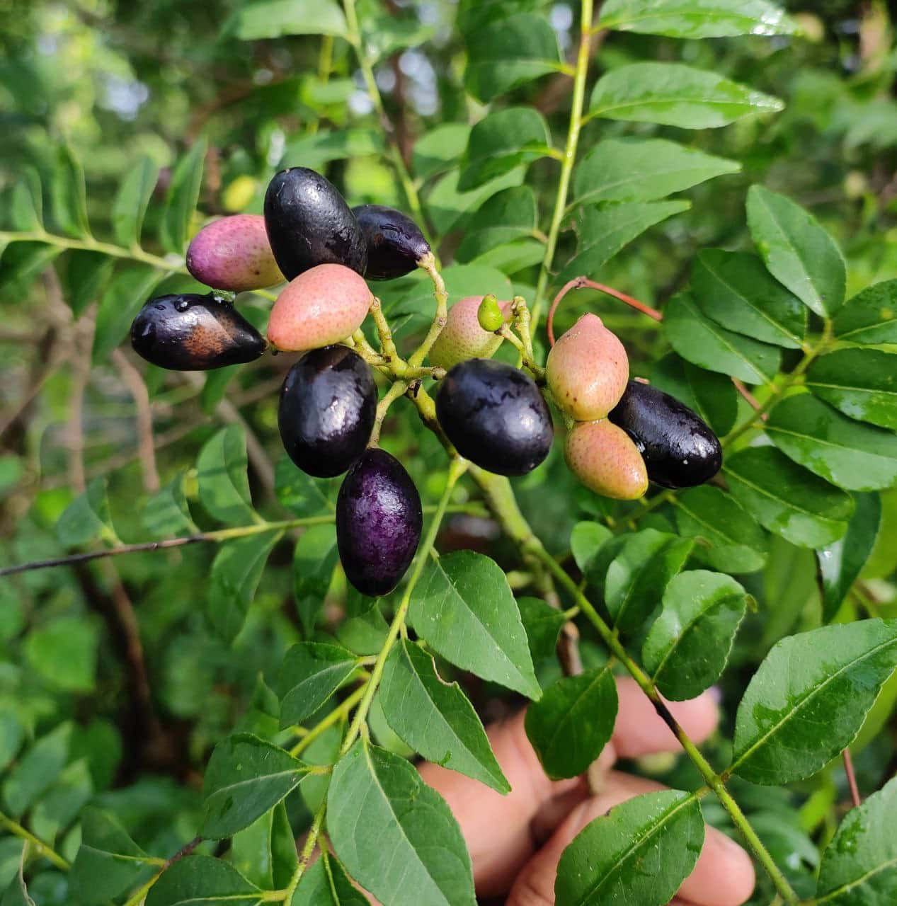 Regular Curry Leaf Seeds – Premium Murraya Koenigii Seeds for Planting | Fresh, Aromatic, Fast-Growing Herb for Home & Garden - Image 3