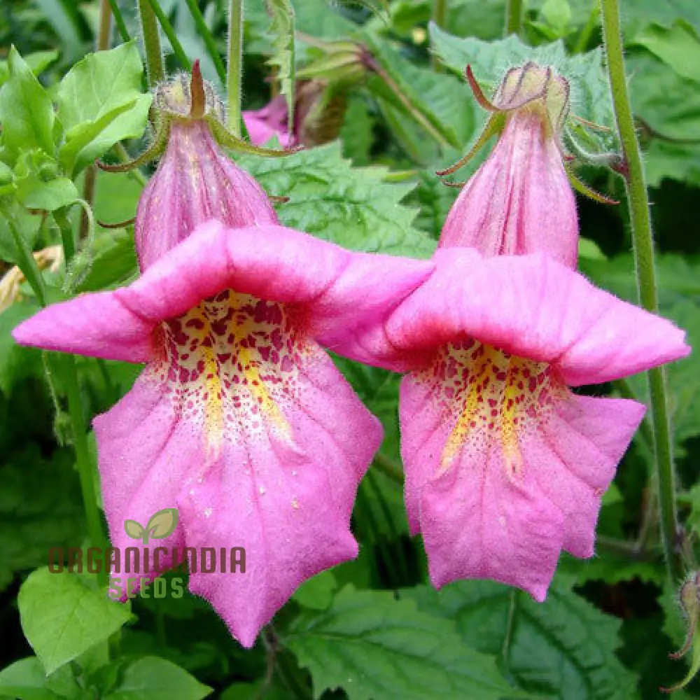 Rehmannia Elata Flower Seeds For Planting, Cultivating Elegant and Hardy Blooms for Your Garden