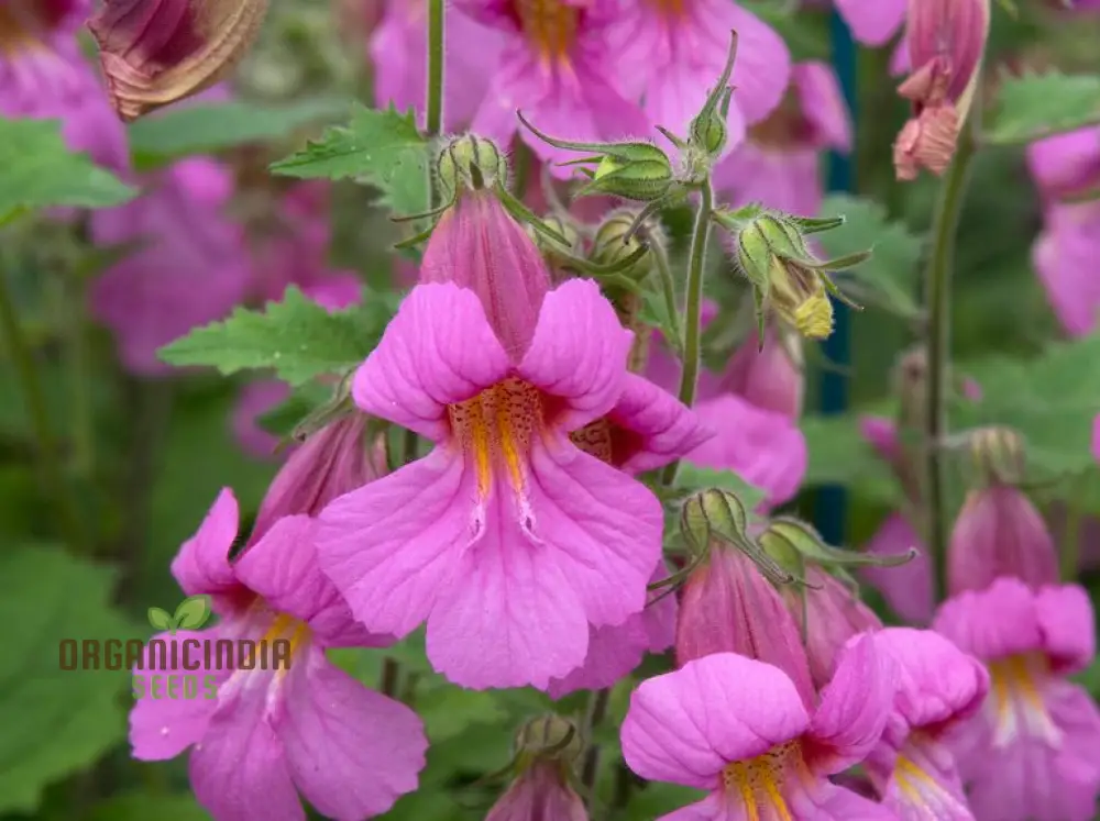 Rehmannia Elata Flower Seeds For Planting, Cultivating Elegant and Hardy Blooms for Your Garden - Image 3