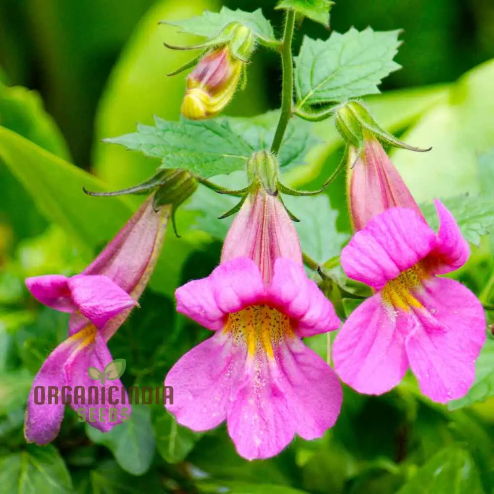 Rehmannia Elata Flower Seeds For Planting, Cultivating Elegant and Hardy Blooms for Your Garden - Image 4