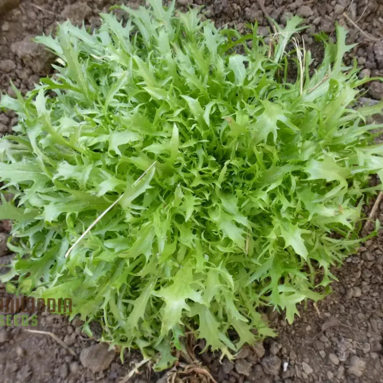 res Fine Maraichere Endive Vegetable Seeds, High-Quality Variety for Gardening Enthusiasts Garden Seeds