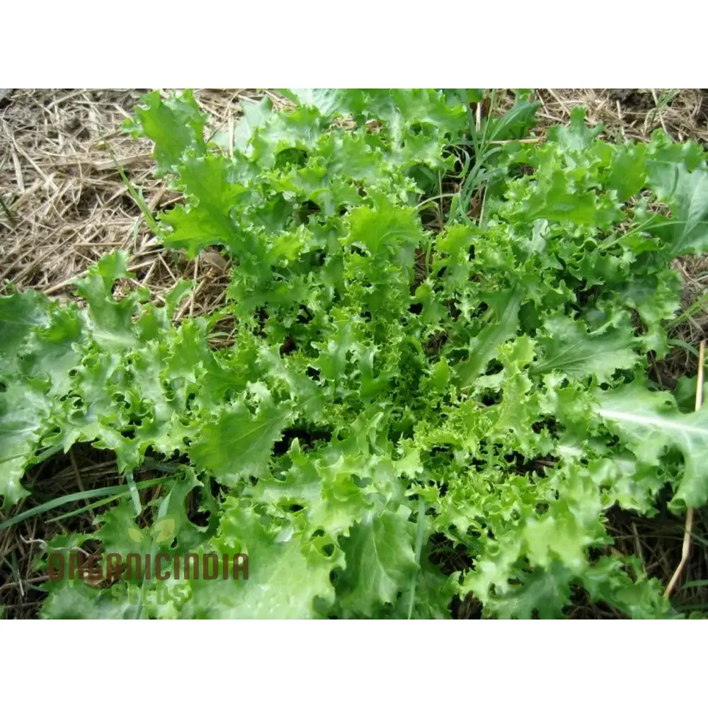 res Fine Maraichere Endive Vegetable Seeds, High-Quality Variety for Gardening Enthusiasts Garden Seeds - Image 4
