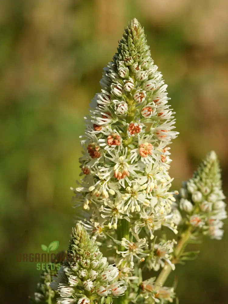 Mignonette (Reseda Alba) Flower Seeds – Ideal for Flower Beds and Borders