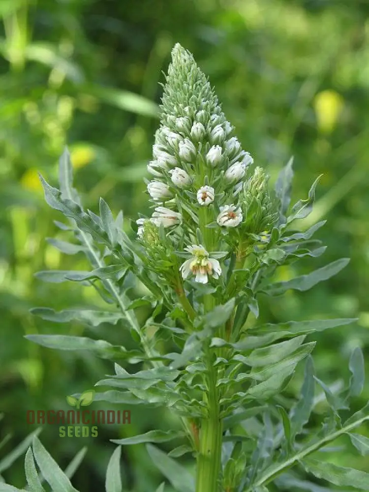 Mignonette (Reseda Alba) Flower Seeds – Ideal for Flower Beds and Borders - Image 4