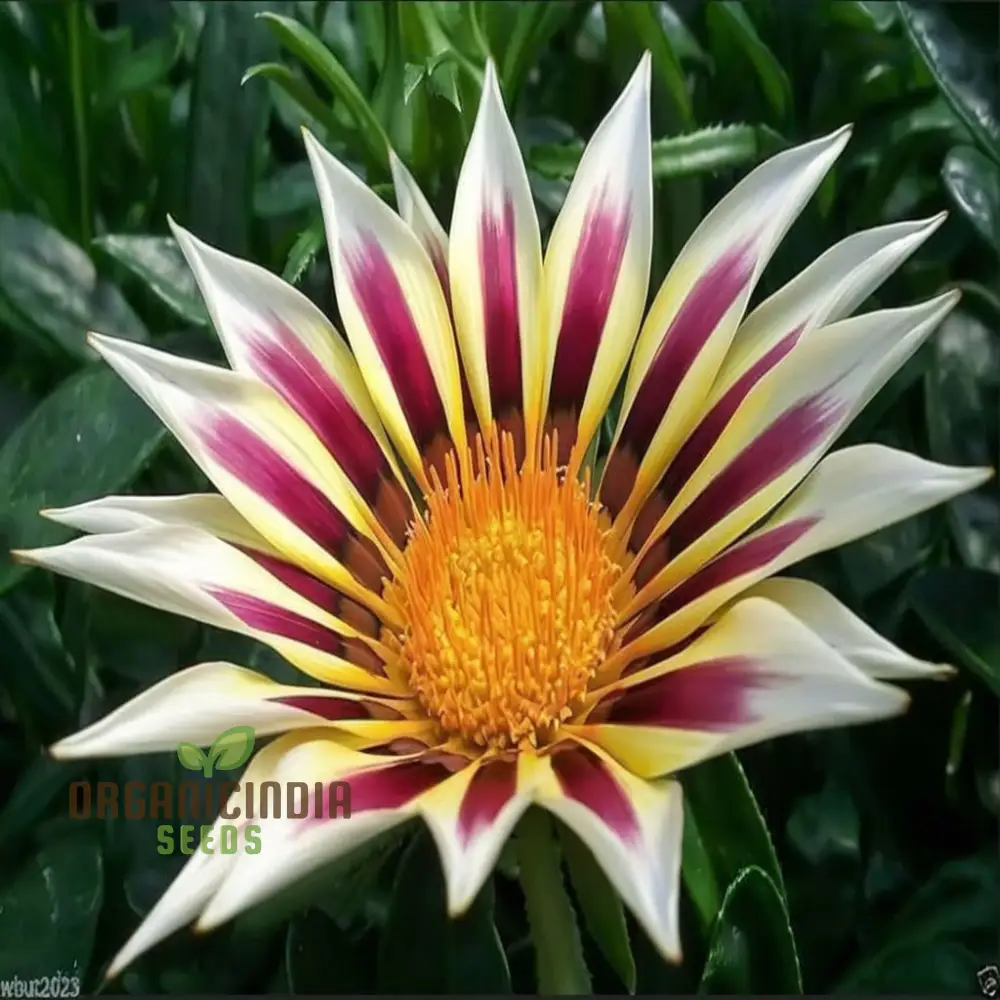 Revitalize Your Garden with Gazania 'New Day Rose Stripe' Seeds: Embrace Fresh Blooms and Vibrant Stripes for a Colorful Start to Your Day
