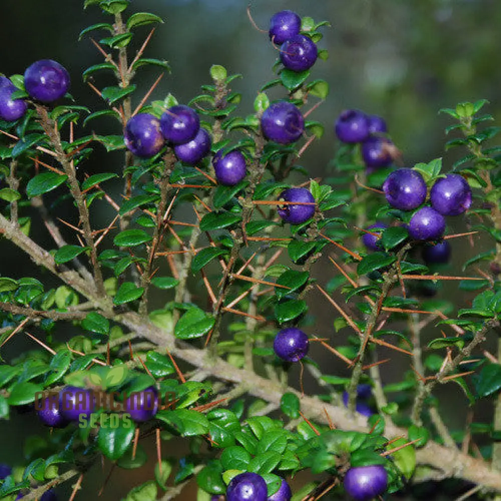 Rhaphithamnus Cyanocarpus Fruit Seeds For Planting, Unique Blue Fruit and Beautiful Blooms for Your Garden - Image 3