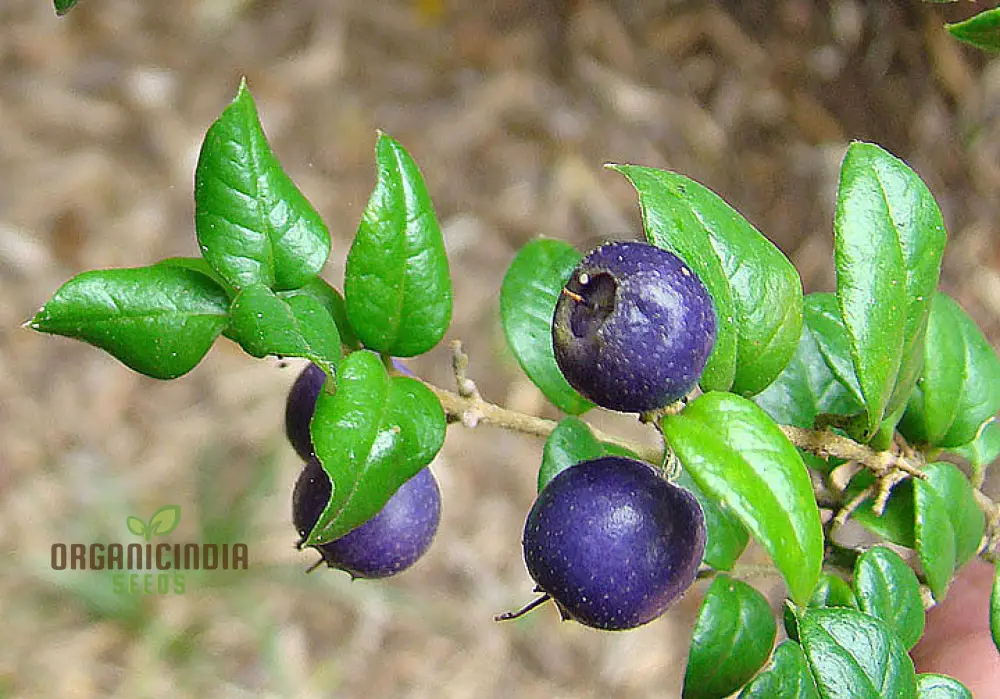 Rhaphithamnus Cyanocarpus Fruit Seeds For Planting, Unique Blue Fruit and Beautiful Blooms for Your Garden - Image 4