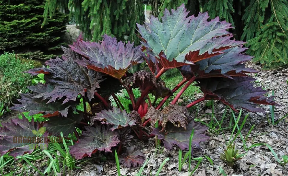 Rheum Palmatum Tanguticum Seeds For Planting, Growing Hardy and Dramatic Plants for Your Garden