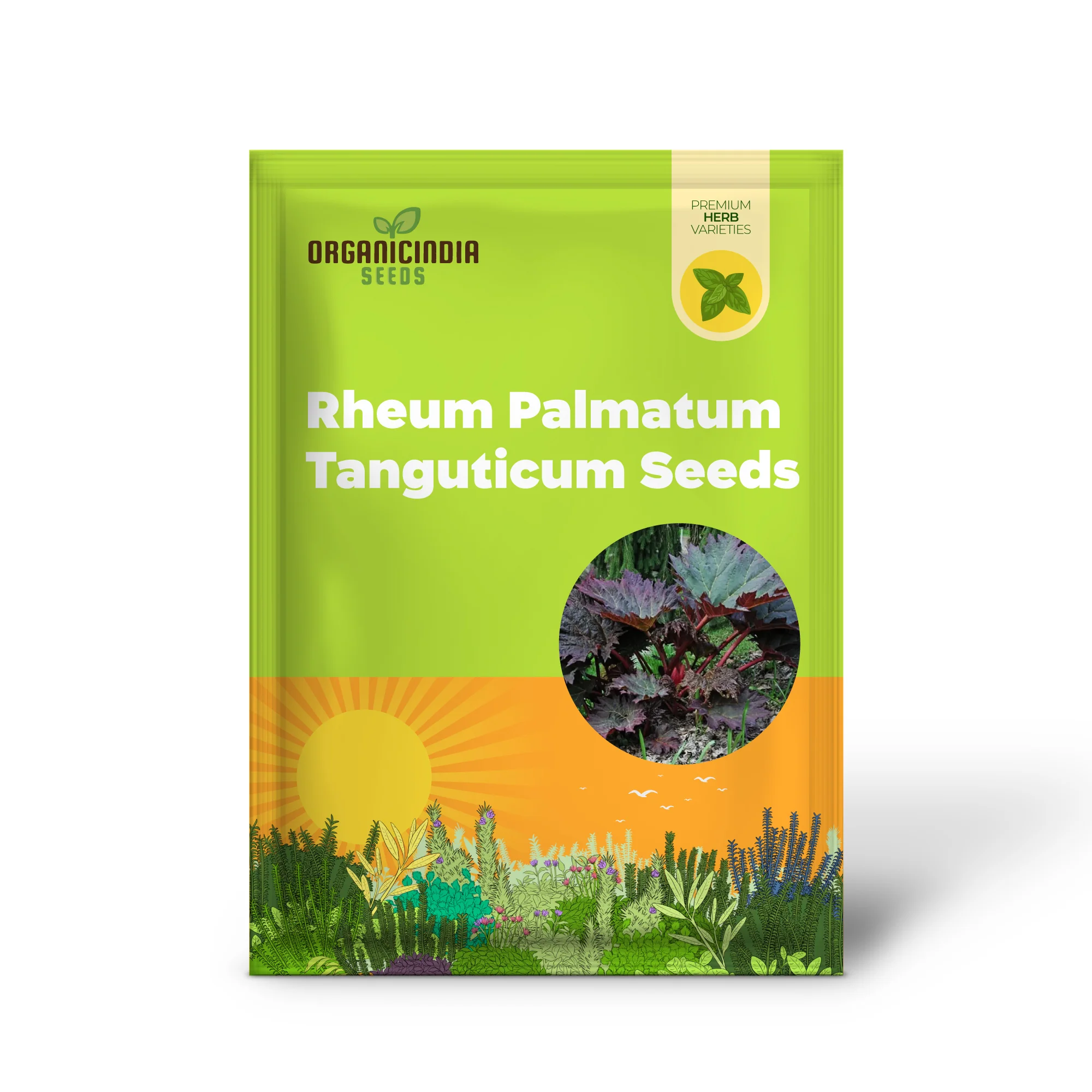 Rheum Palmatum Tanguticum Seeds For Planting, Growing Hardy and Dramatic Plants for Your Garden - Image 2