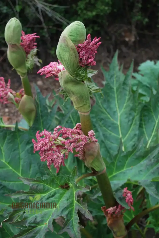 Rheum Palmatum Tanguticum Seeds For Planting, Growing Hardy and Dramatic Plants for Your Garden - Image 3