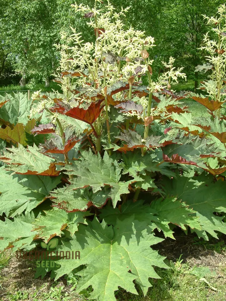 Rheum Palmatum Tanguticum Seeds For Planting, Growing Hardy and Dramatic Plants for Your Garden - Image 4