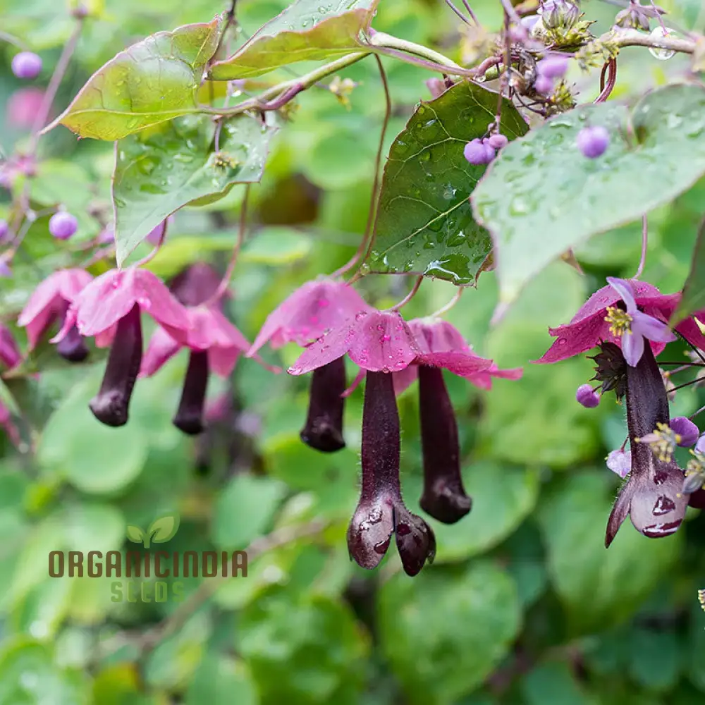 Purple Bells Seeds (Rhodochiton Atrosanguineus Seeds) - Exotic Purple Blooms for Unique Garden Beauty