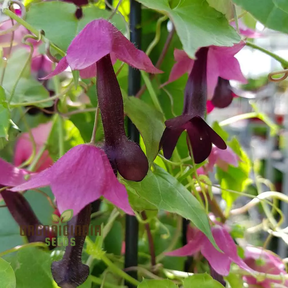 Purple Bells Seeds (Rhodochiton Atrosanguineus Seeds) - Exotic Purple Blooms for Unique Garden Beauty - Image 3