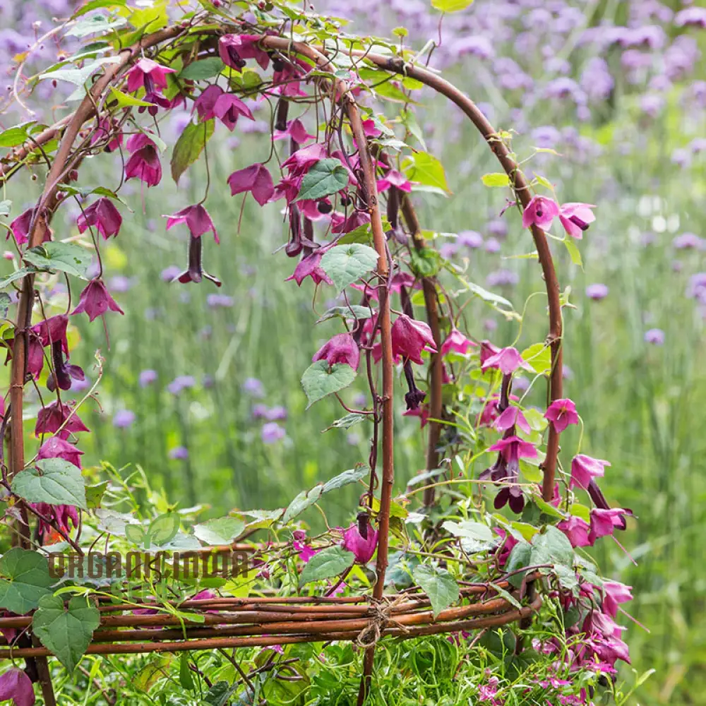 Purple Bells Seeds (Rhodochiton Atrosanguineus Seeds) - Exotic Purple Blooms for Unique Garden Beauty - Image 4