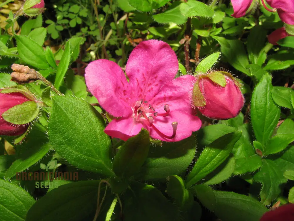 Rhododendron Camtschaticum Flower Seeds For Planting, Cultivating Hardy and Beautiful Arctic Blooms