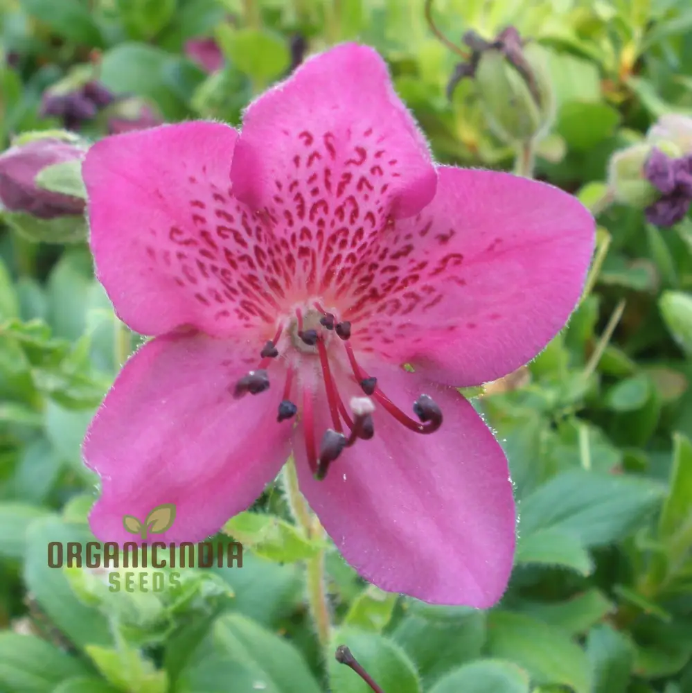 Rhododendron Camtschaticum Flower Seeds For Planting, Cultivating Hardy and Beautiful Arctic Blooms - Image 3