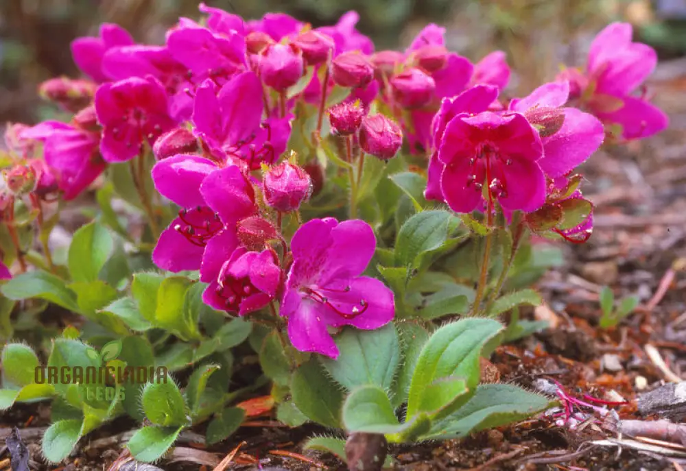 Rhododendron Camtschaticum Flower Seeds For Planting, Cultivating Hardy and Beautiful Arctic Blooms - Image 4