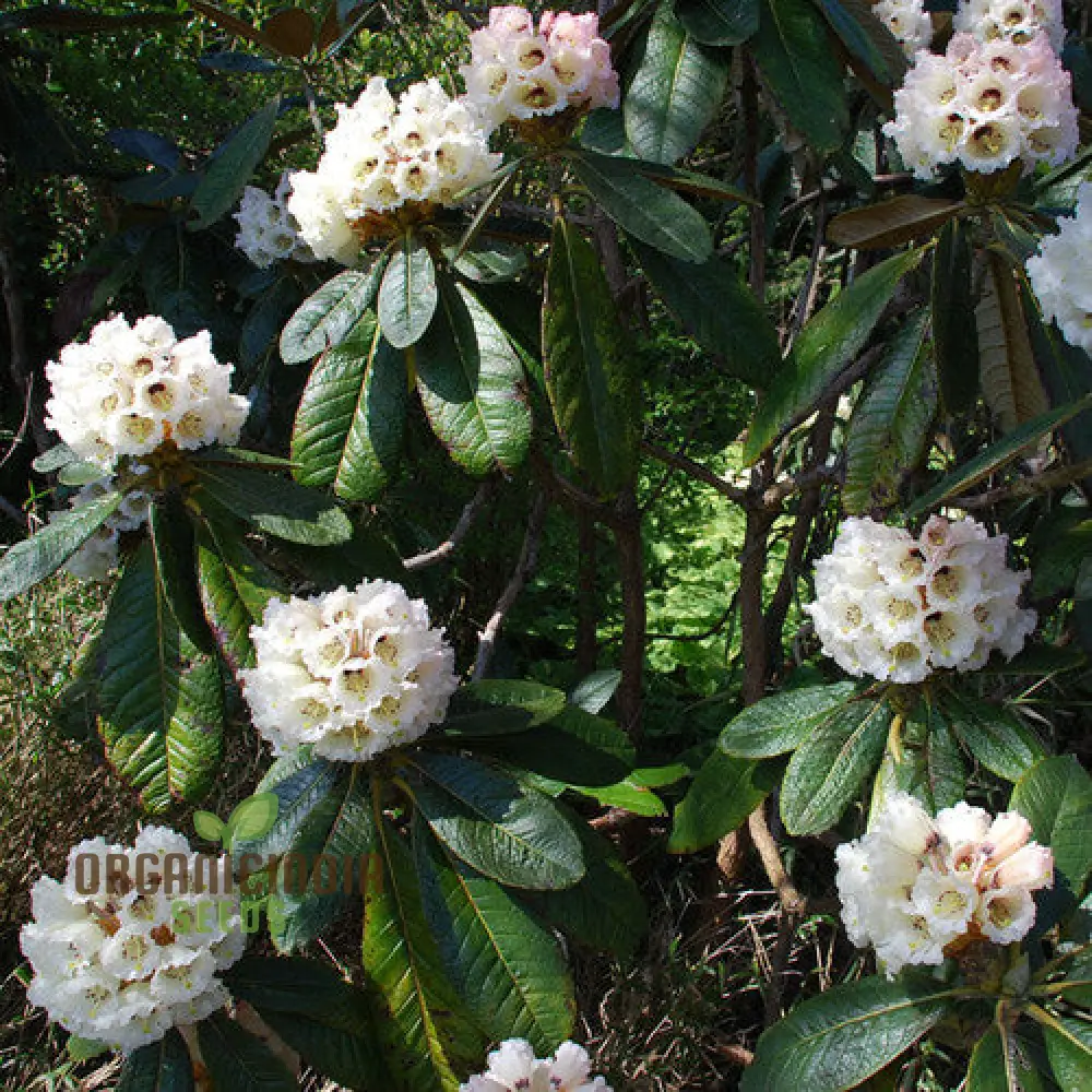 Rhododendron Seeds (Rhododendron macabeanum Seeds) - Majestic Hardy Blooms for Gardens - Image 2