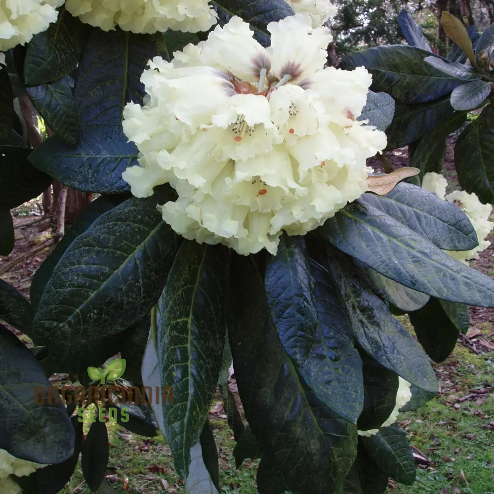 Rhododendron Seeds (Rhododendron macabeanum Seeds) - Majestic Hardy Blooms for Gardens - Image 4