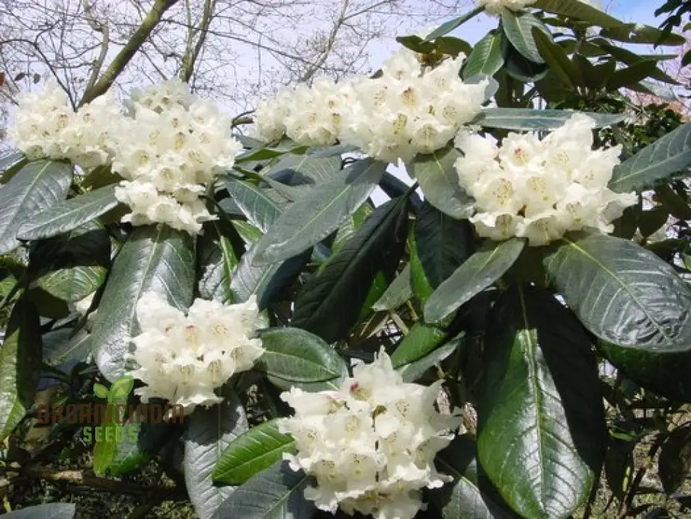 Rhododendron Seeds (Rhododendron macabeanum Seeds) - Majestic Hardy Blooms for Gardens - Image 5