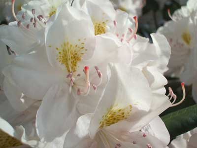 Rhododendron Seeds (Rhododendron macabeanum Seeds) - Majestic Hardy Blooms for Gardens - Image 6