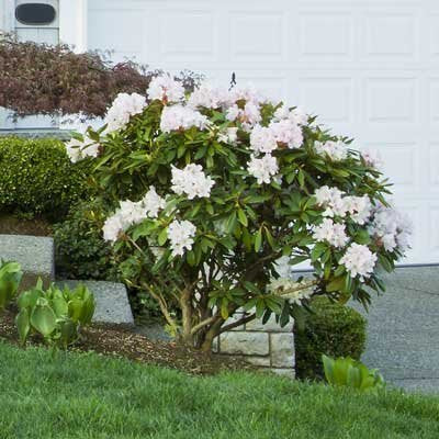 Rhododendron Seeds (Rhododendron macabeanum Seeds) - Majestic Hardy Blooms for Gardens - Image 7