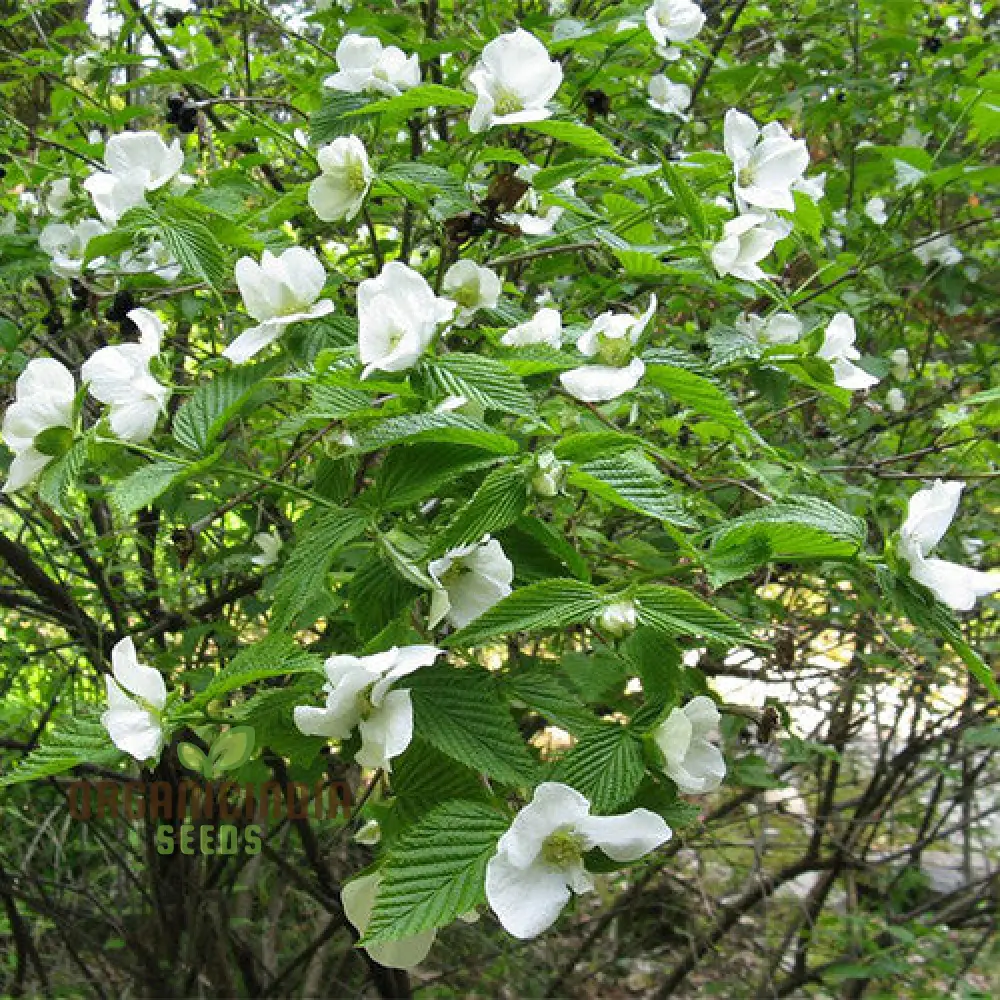 Rhodotypos Scandens Flower Seeds For Planting, Growing Unique and Hardy Blooms for Your Garden
