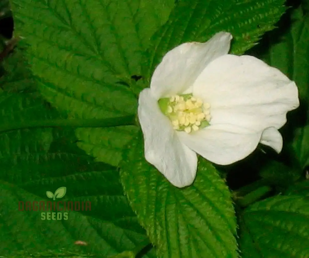 Rhodotypos Scandens Flower Seeds For Planting, Growing Unique and Hardy Blooms for Your Garden - Image 3
