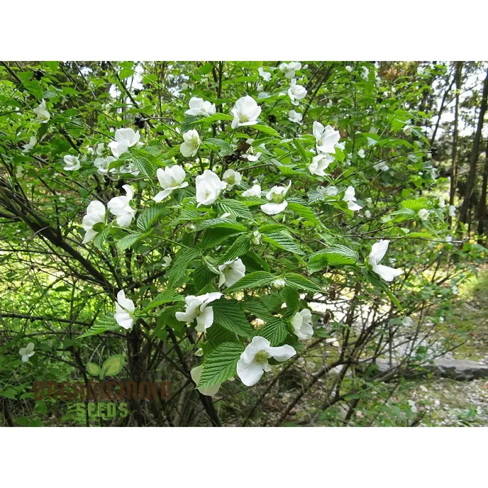 Rhodotypos Scandens Flower Seeds For Planting, Growing Unique and Hardy Blooms for Your Garden - Image 4