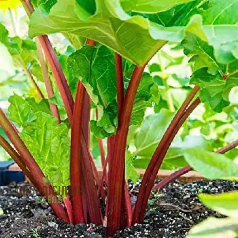RHUBARB VICTORIA Seeds for Planting Your Garden | Buy Seeds Online