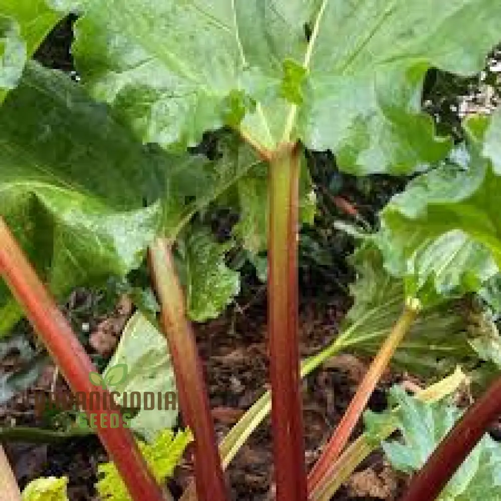 RHUBARB VICTORIA Seeds for Planting Your Garden | Buy Seeds Online - Image 3