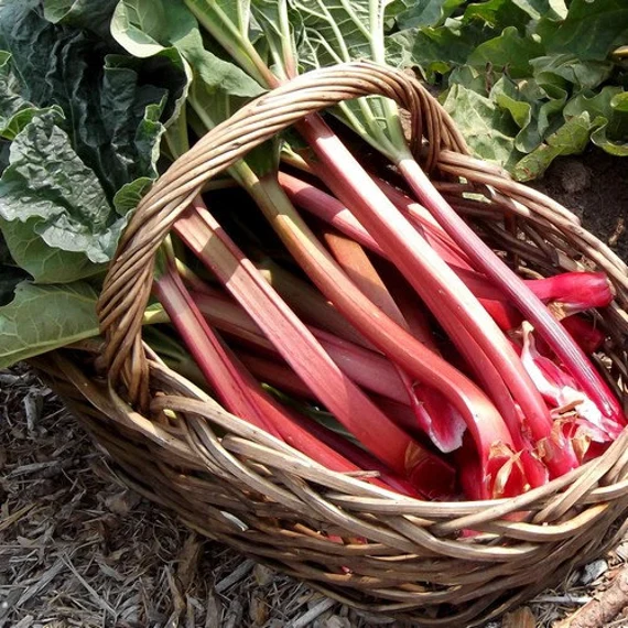 RHUBARB VICTORIA Seeds for Planting Your Garden | Buy Seeds Online - Image 5