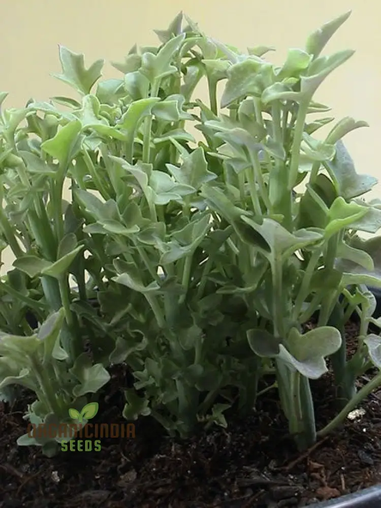 Ric Senecio Articulatus Succulent Seeds for Planting (100 pcs) - Image 2