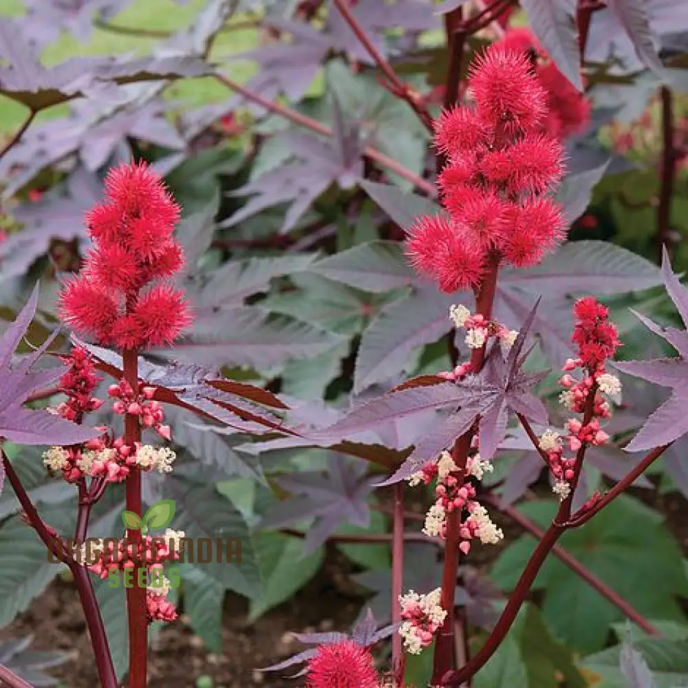 Ricinus Carmencita Pink Seeds For Planting, Growing Stunning Pink Castor Beans for Your Garden